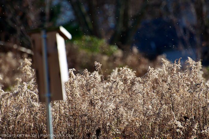 Goldenrod seeds in the air on a breezy November afternoon