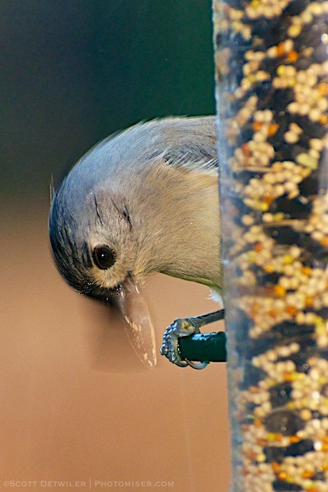 Tufted Titmouse with sunflower seed on bird feeder