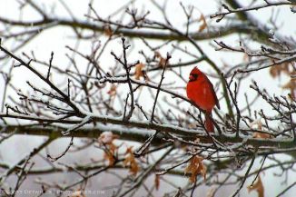 Cardinal Snowfall