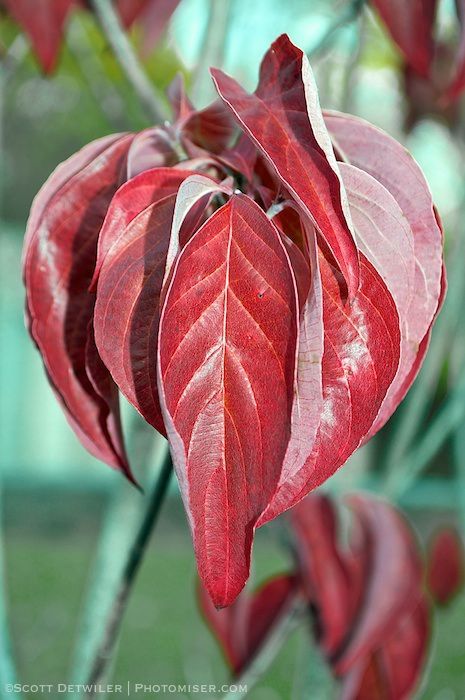 Dogwood Leaves in red fall color