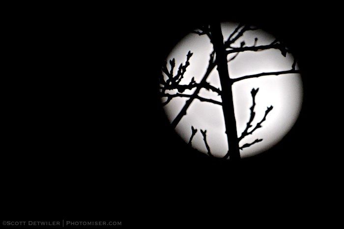 Twigs silhouetted by full moon