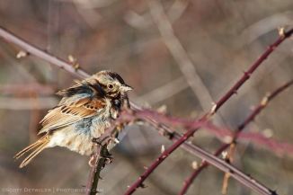 Sparrow in the morning light, feathers ruffled