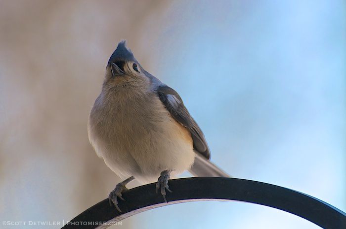 Tufted Titmouse fluffed for the cold