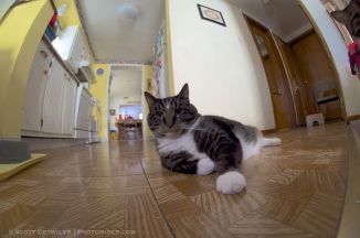 Sox the Cat mans his hallway intersection watch post