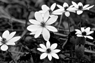 Bloodroot with blue filter