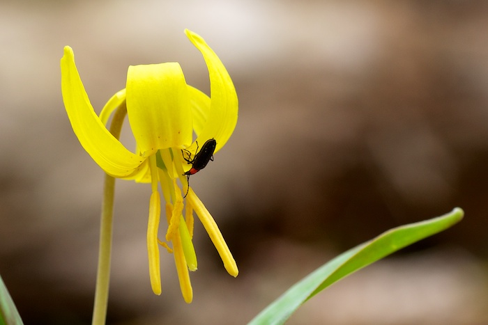 Trout Lily Beetle