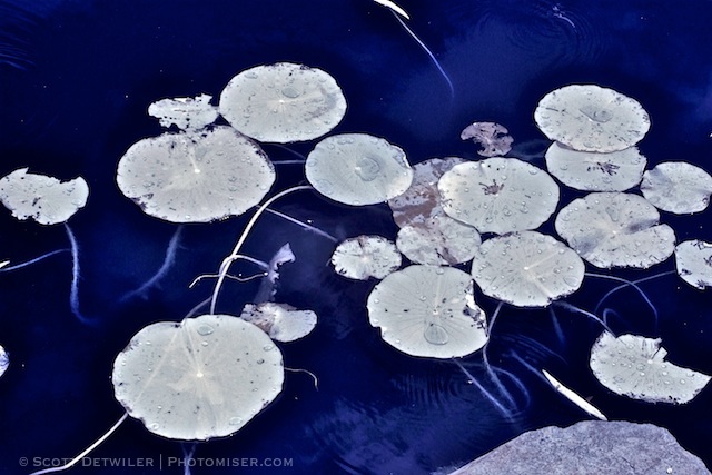 Lily Pads in Infrared