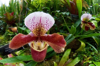 Orchid, taken with Rokinon 8mm fisheye lens