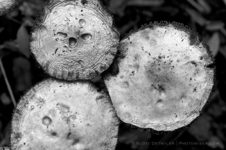 Silver Mushrooms