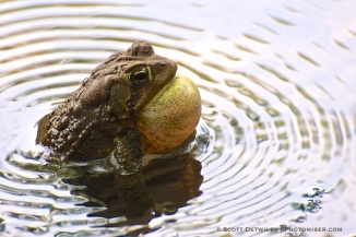 Toad Ripples Two