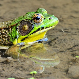 Green Frog, Rana clamitans