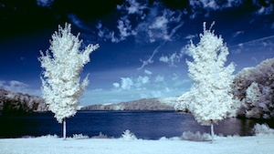 Two trees in infrared