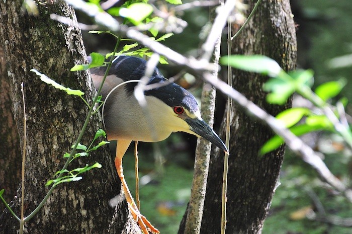 Black-crowned Night Heron intently searches for prey