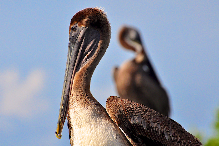Brown Pelican and his shadow