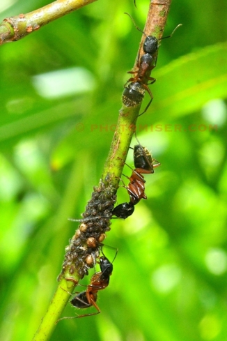 Ants farm aphids on a senna stem