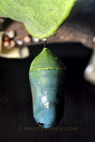 Monarch chrysalis in early October